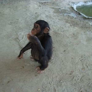Baby Chimpanzee