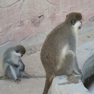 Grivet monkeys