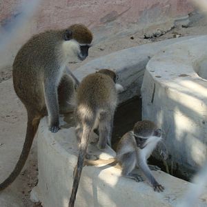 Grivet monkeys
