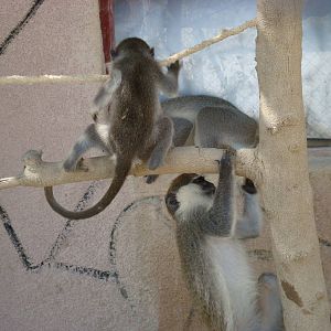 Grivet monkeys