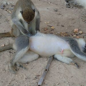 Grivet monkeys