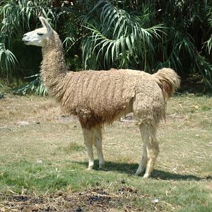 Llama