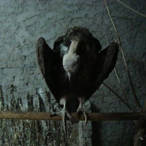 Lappet-faced(?) Vulture