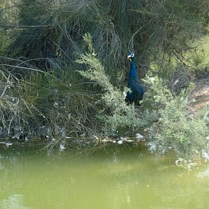 Peacock