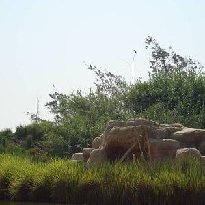 Pied kingfisher (see it?)