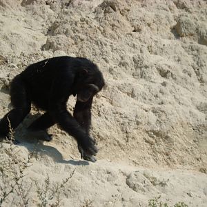 Chimpanzee