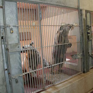 The keeper feed the bears