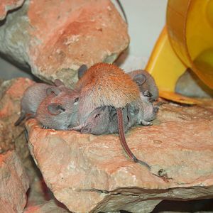 golden spiney mouse feeding her babies