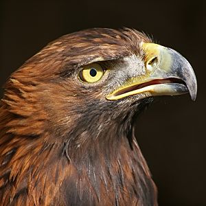 Golden Eagle.