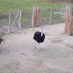 Ostrich on the Hard-standing
