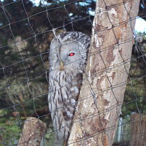 Ural Owl