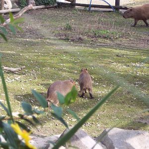 Capybara Pups