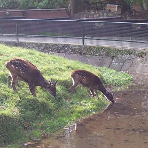 Phillipine Spotted Deer