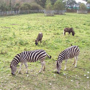 Newquay Zoo Pictures 020