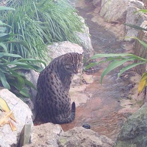 Fishing Cat