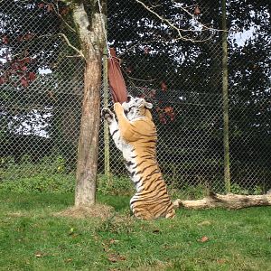 Tiger enrichment