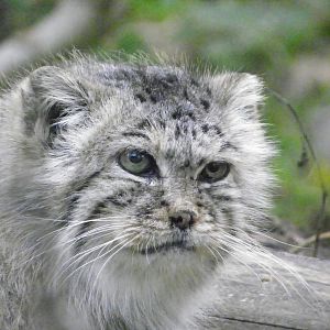 Manul
