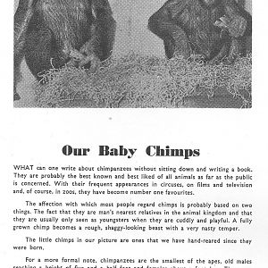 Chimpanzees
