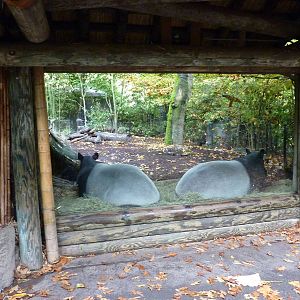 Malayan Tapir Exhibit