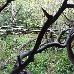Lion-Tailed Macaque Exhibit