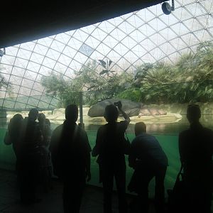 Nile Hippo indoor exhibit