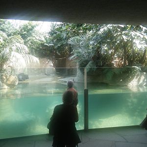 Pygmy Hippo indoor enclosure