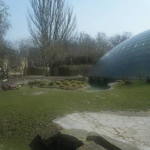 Nile Hippo outdoor yard