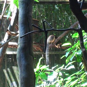 Sri Lankan (Grizzled) Giant Squirrel