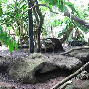 Spotted Mousedeer