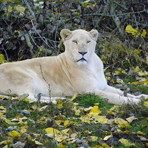 White lion