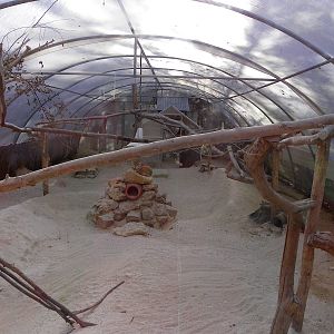 Sand cats indoor enclosure