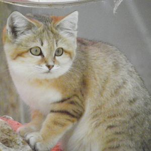Sand cat