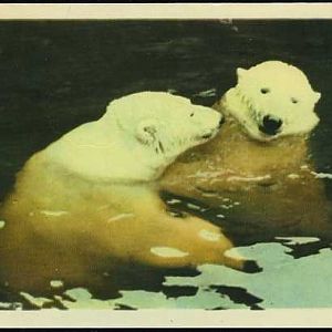 Polar Bears