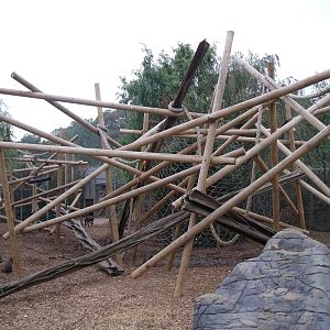 Mandrill enclosure 28 Oct 2009