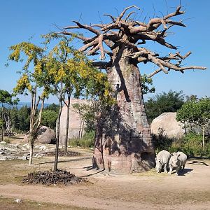 Baobab next to the Kopje