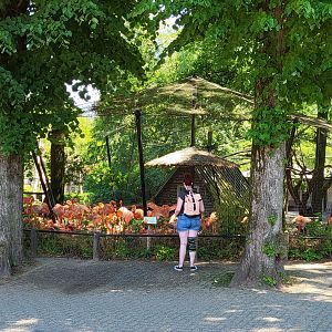 Flamingo-enclosure
