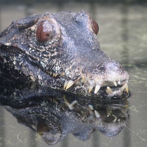 Cuvier's dwarf caiman
