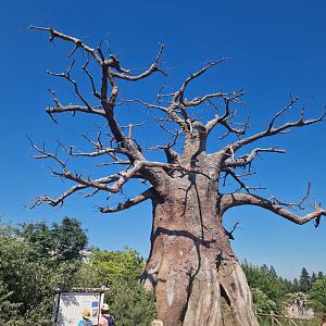 The Boabab next to the entrance