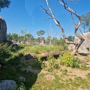 Spotted Hyena exhibit