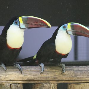 White-throated toucans