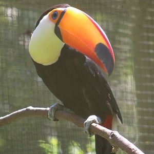 Toco toucan