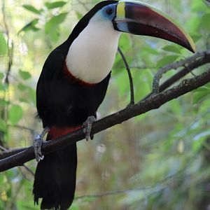 White-throated toucan