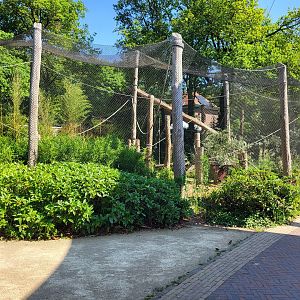 Ring-tailed lemur enclosure