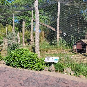 Ring-tailed lemur enclosure