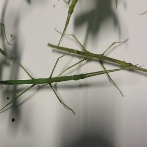 Ocnophiloidea regularis