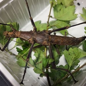 Trachyaretaon brueckneri