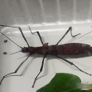 Neophasma subapterum