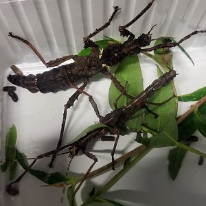 Parectatosoma mocquerysi