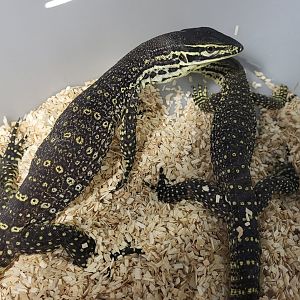 Varanus panoptes