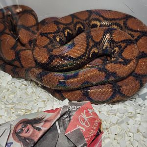 Rainbow boa - Epicrates cenchria